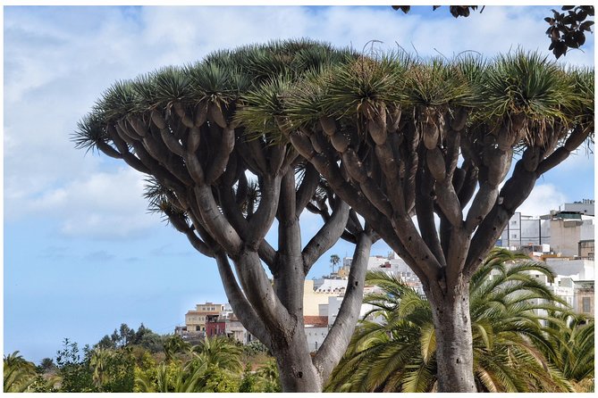 Day Tour in North of Gran Canaria With Wine Tasting - Agaete Exploration
