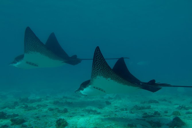 Day Tour to Pinzón Island and La Fé/Palmitas Bay With Snorkeling and Fishing - Tips for a Great Experience