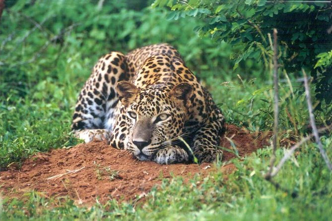 Day Tour to Wilpattu National Park From Colombo - Important Travel Considerations
