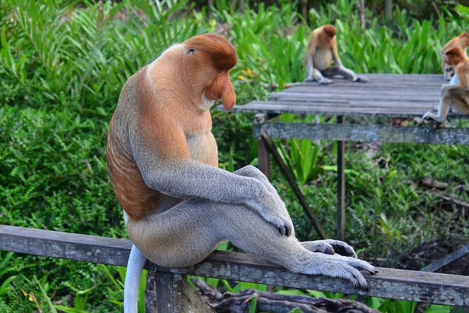 Day Trip Sepilok Orang Utan & Labuk Bay Proboscis Monkey - Important Pickup Details