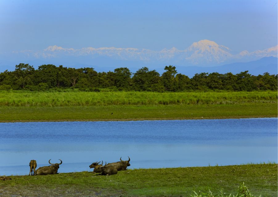 Day Trip to Kaziranga National Park (Tour From Guwahati) - Inclusions and Exclusions