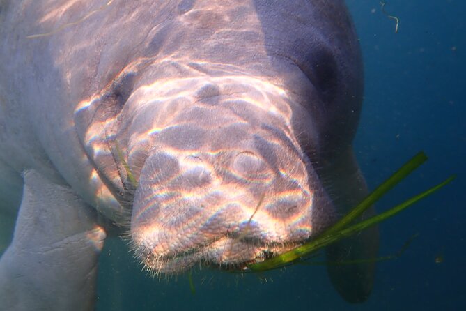 Deluxe Manatee Swim Tour - Safety Measures and Guidelines