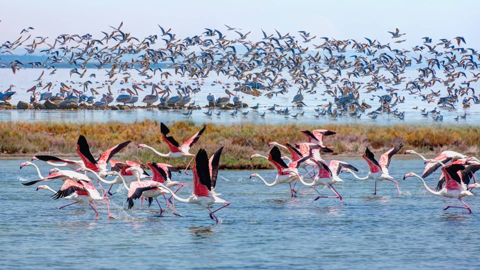 Didim/Altinkum: Full-Day Bafa Lake Guided Tour W/Breakfast - Important Information