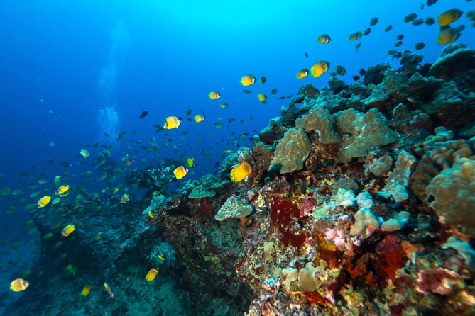 DISCOVER Scuba Diving Experience in Honolulu - Additional Options and Upgrades