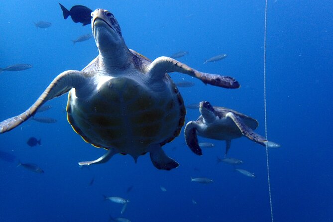 Discover Scuba Diving - Try It for the First Time! - Safety Guidelines and Requirements