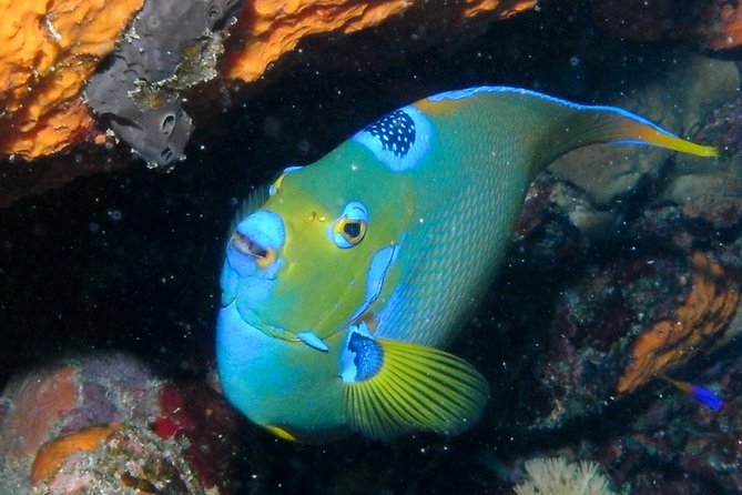 Discover Scuba Diving With No Certification in St Thomas - The First Ocean Dive Adventure