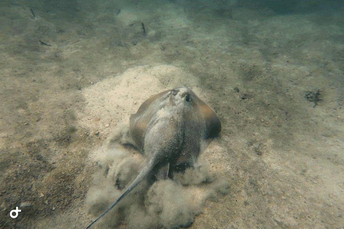 Dive Trip With 2 Dives (Start From Ko Kut) - Pickup and Departure