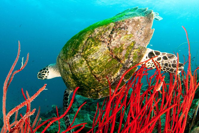 Diving at Koh Chang, Daytrip With 2 Dives - Medical Restrictions