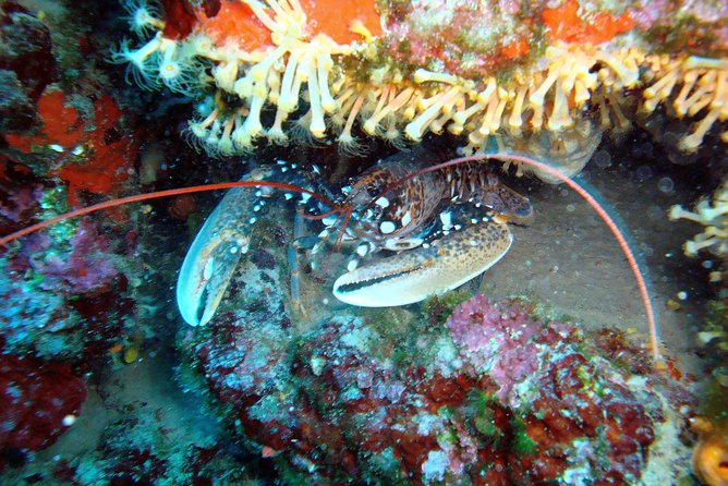 Diving Day Tour With 2 Dives - Health and Safety Guidelines