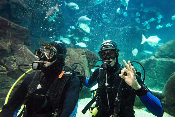 Diving in the Madeira Aquarium - Diving Safety Precautions