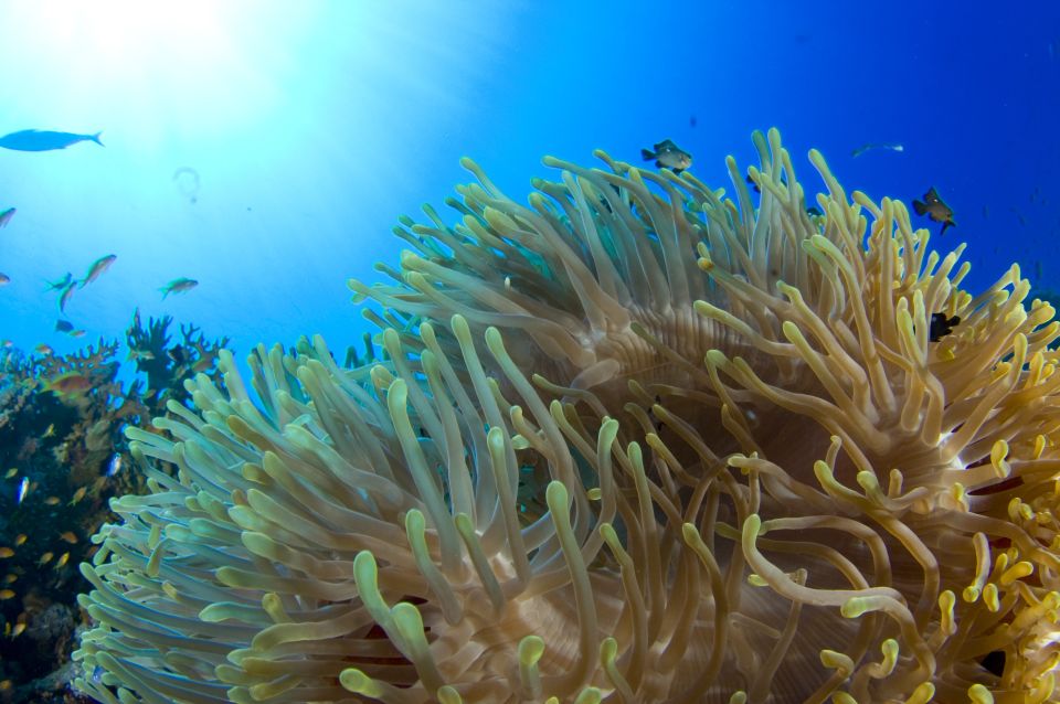 Diving Santa Marta & Tayrona for Certified Divers (2 Tanks) - Reservation and Payment Options