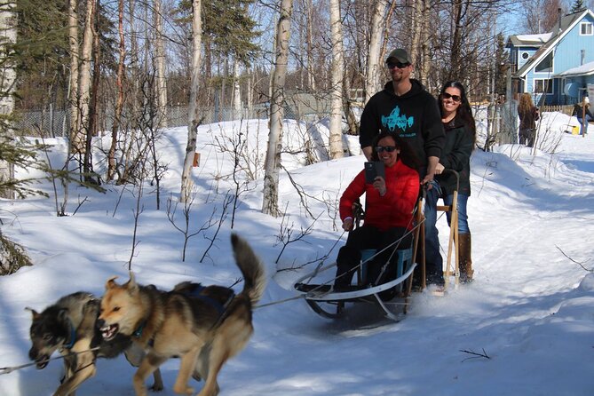 Dog Sledding Adventure in Willow, Alaska - What to Expect During the Tour