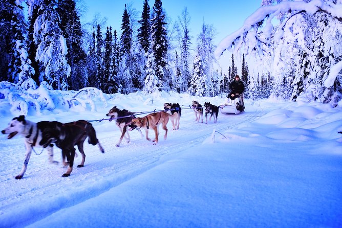 Dog Sledding and Mushing Experience in North Pole - Booking Information