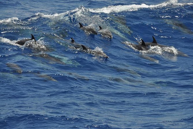 Dolphin and Whale Safari in Gran Canaria - Booking Your Experience