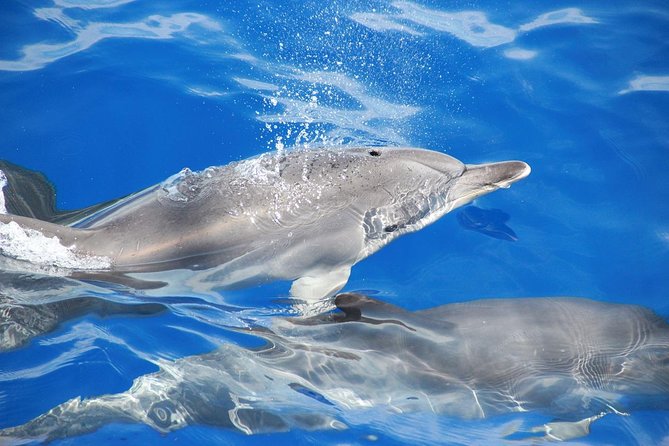 Dolphin and Whale Watching Catamaran Cruise From Funchal - Accessibility and Special Conditions