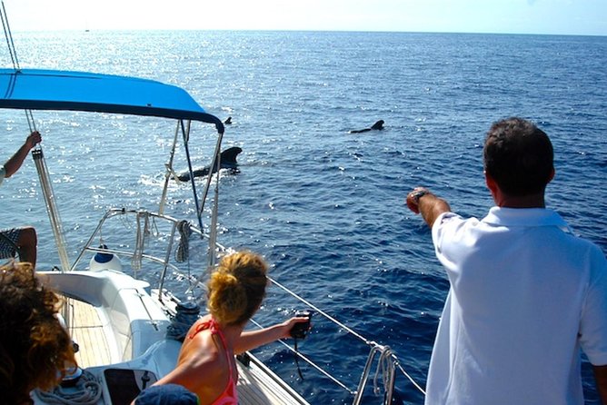 Dolphin and Whales Watching Cruise From Puerto Rico De Gran Canaria - What to Expect on Board