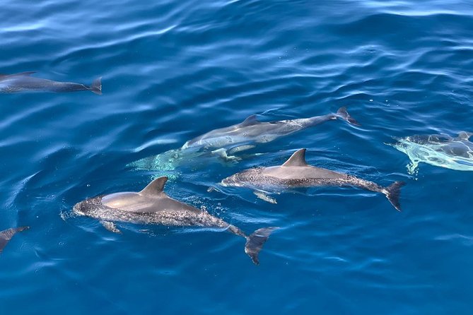 Dolphin Searching Tour in Puerto De Mogán (Keeper UNO Boat) - Additional Information