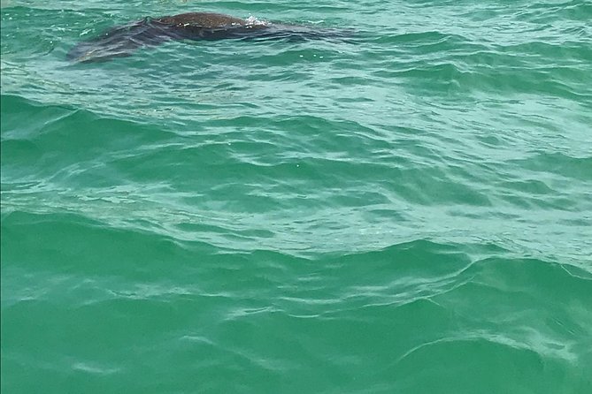 Dolphin Shelling Snorkeling Cruise in Tampa - Accessibility and Health Guidelines