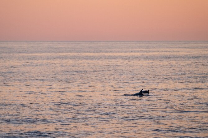 Dolphin & Sunset Tour With Brijuni Panorama - Booking and Cancellation Policies