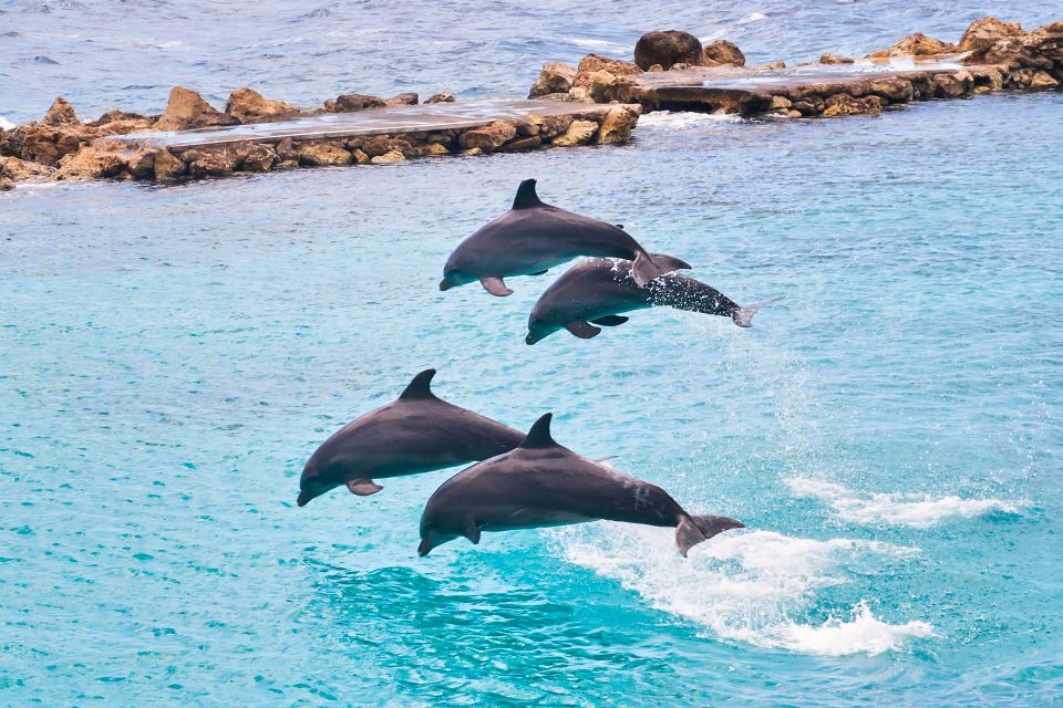 Dolphin Swim Encounter – Dolphin Cove, Ocho Rios, Jamaica - Getting to Dolphin Cove