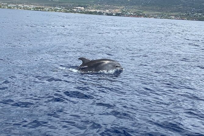 Dolphin Watch & Snorkel Captain Cook Monument Big Island Kailua-Kona Hawaii - Guest Experiences