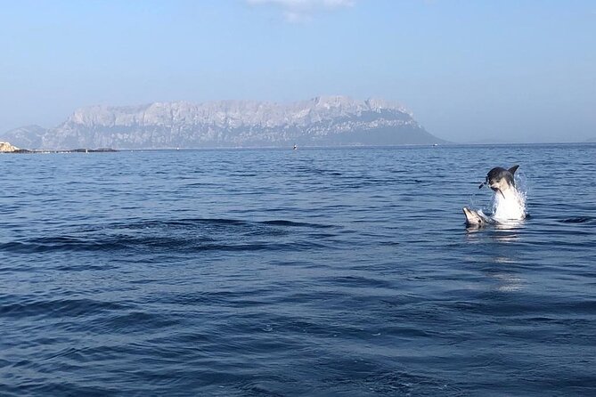 Dolphin Watching and Snorkeling in Figarolo in Sardinia - Trip Details