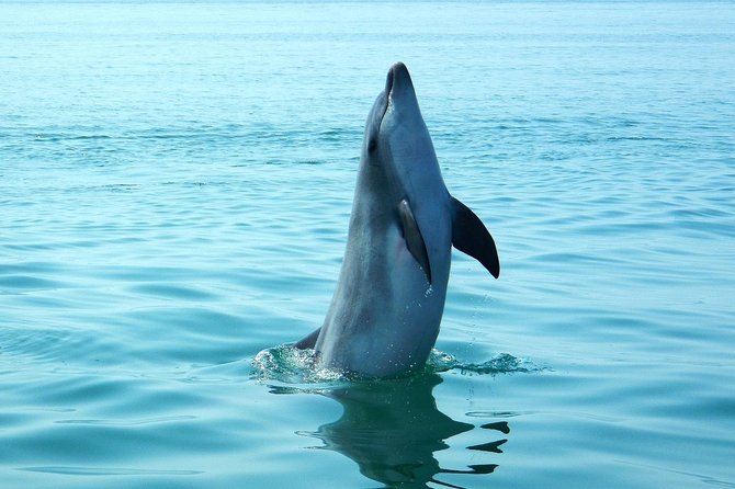 Dolphin Watching at the Arrabida (Lisbon Region) - Important Information for Participants