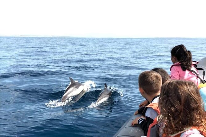 Dolphins Watching - Tour Experience