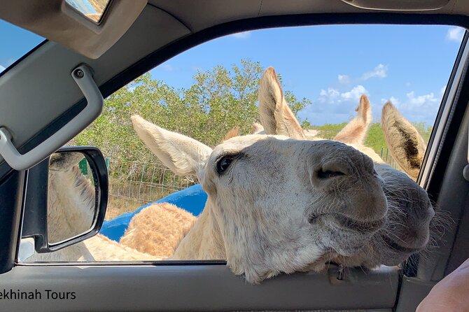 Donkey Sanctuary Tour With a Local Guide - Guest Experiences