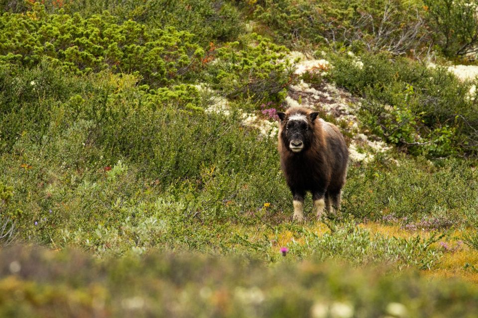 Dovrefjell National Park: Hiking Tour and Musk Ox Safari - What to Bring