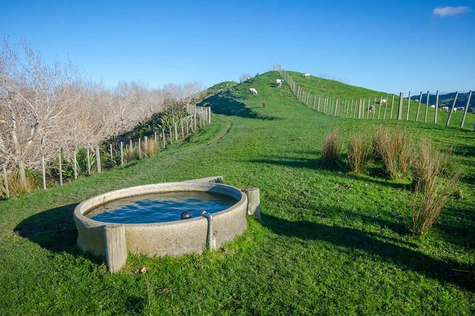 Duder Regional Park Half-Day Walking Tour - Inclusions of the Tour
