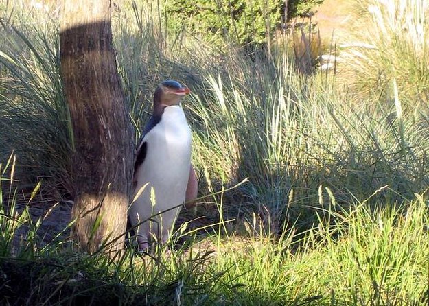 Dunedin City Highlights, Otago Peninsula Scenery & a Guided Penguin Reserve Tour - Inclusions and Amenities