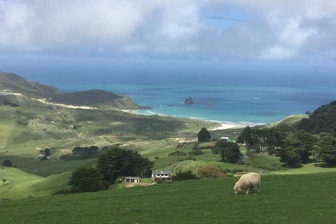 Dunedin City Highlights, Otago Peninsula Scenery & Albatross Guided Tour - Scenic Highlights