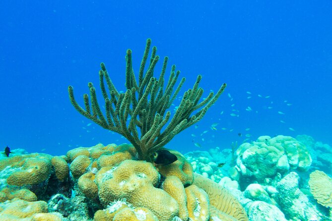 E-Snorkeling Tour in Bonaire With Easy Sea Scooters - Booking Information and Pricing