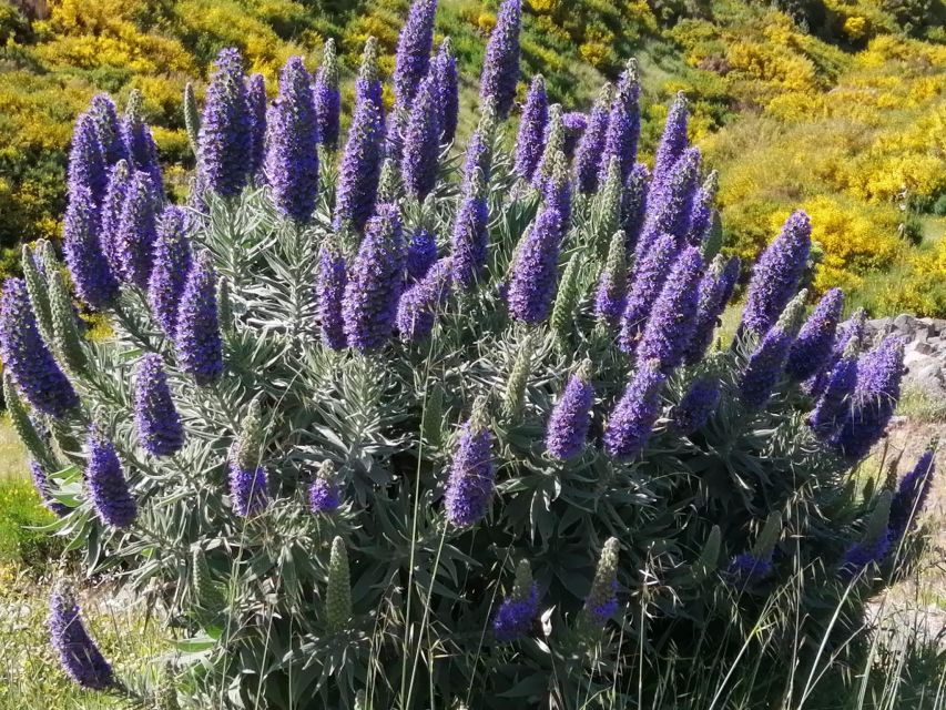 EAST Madeira:,Peaks, Forest Walk,Thatched Roofs, Rum Factory - Language Options