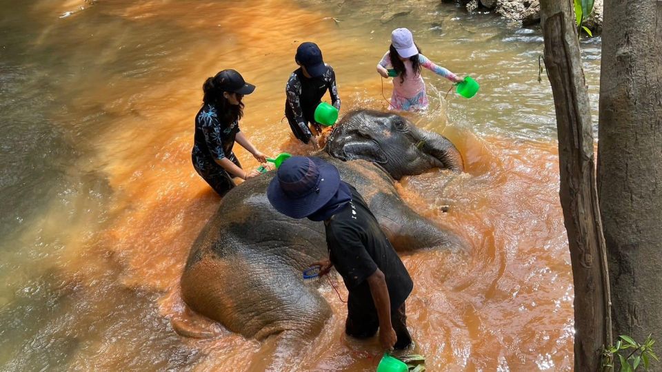 Enjoy Elephant Bathing and Herb With Elephant - Bathing With Elephants