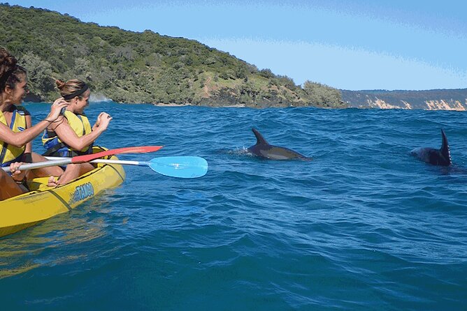 Epic Kayak With Dolphins & Wildlife - 4WD Beach Adventure Noosa - Customer Feedback