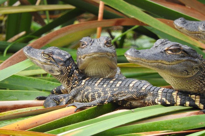 Everglades Day Safari From Fort Myers/Naples Area - Educational Components