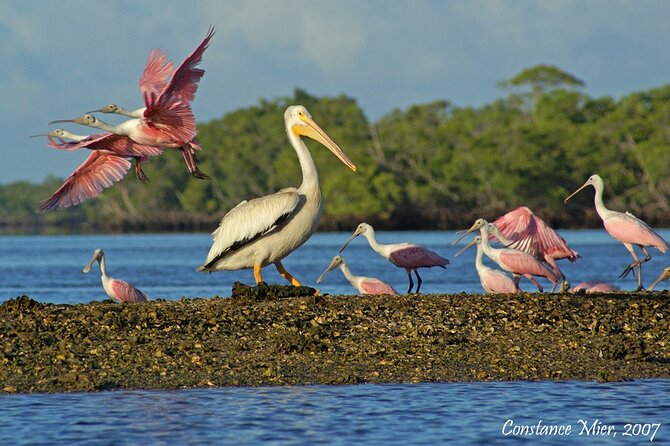 Everglades National Park Dolphin, Birding and Wildlife Boat Tour (2 Hours) - Booking Process
