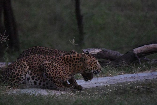 Exclusive Safari at Jhalana Leopard Park Including Transfers - Customer Experiences and Ratings