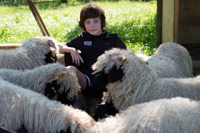 Farm Tour With the Cutest Sheep in the World in Cromwell 9384 - Unique Visitor Experiences