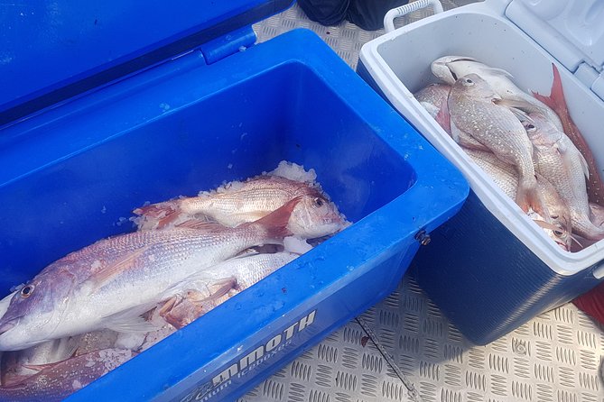 Fishing Charter - Hauraki Gulf - Target Species