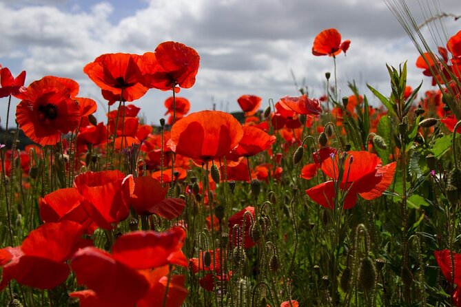 Flanders Fields Remembrance Tour From Brussels With Lunch - Flanders Field Museum Experience