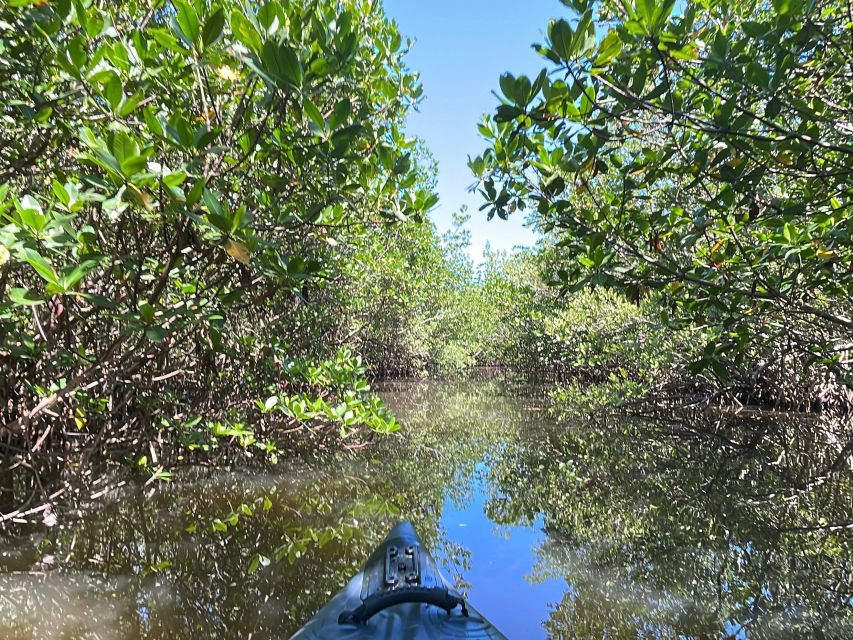 Fort Pierce: 4-hr Mangroves & Dolphin Watch Sandbar in FL - Medical Restrictions for Participants