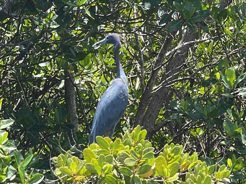 Fort Pierce: 6-hr Mangroves, Coastal Rivers & Wildlife in FL - Observe Marine Life