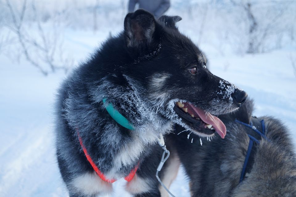 From Abisko: Dog Sledding Excursion to Kiruna With Fika - What to Bring