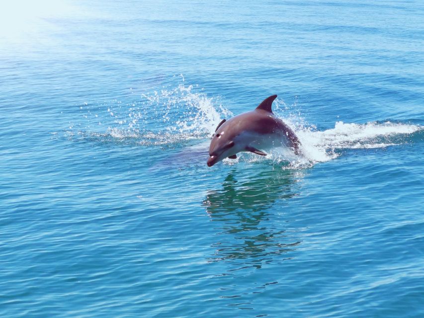 From Albufeira: Benagil Caves and Dolphins Guided Boat Tour - Meeting Point and What to Bring