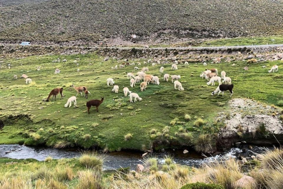 From Arequipa: Excursion to Salinas Lagoon - Activities and Exploration