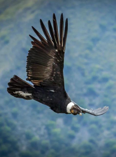 From Arequipa: Tour to Chivay & Colca Canyon - Booking Information