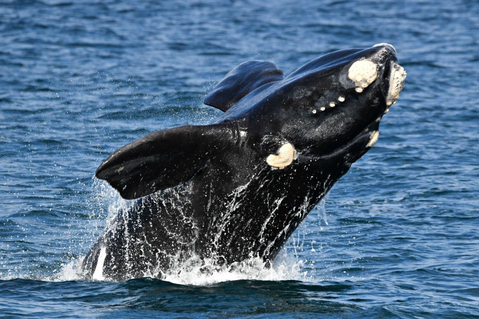 From Augusta: Educational Whale Watching Cruise - Important Information